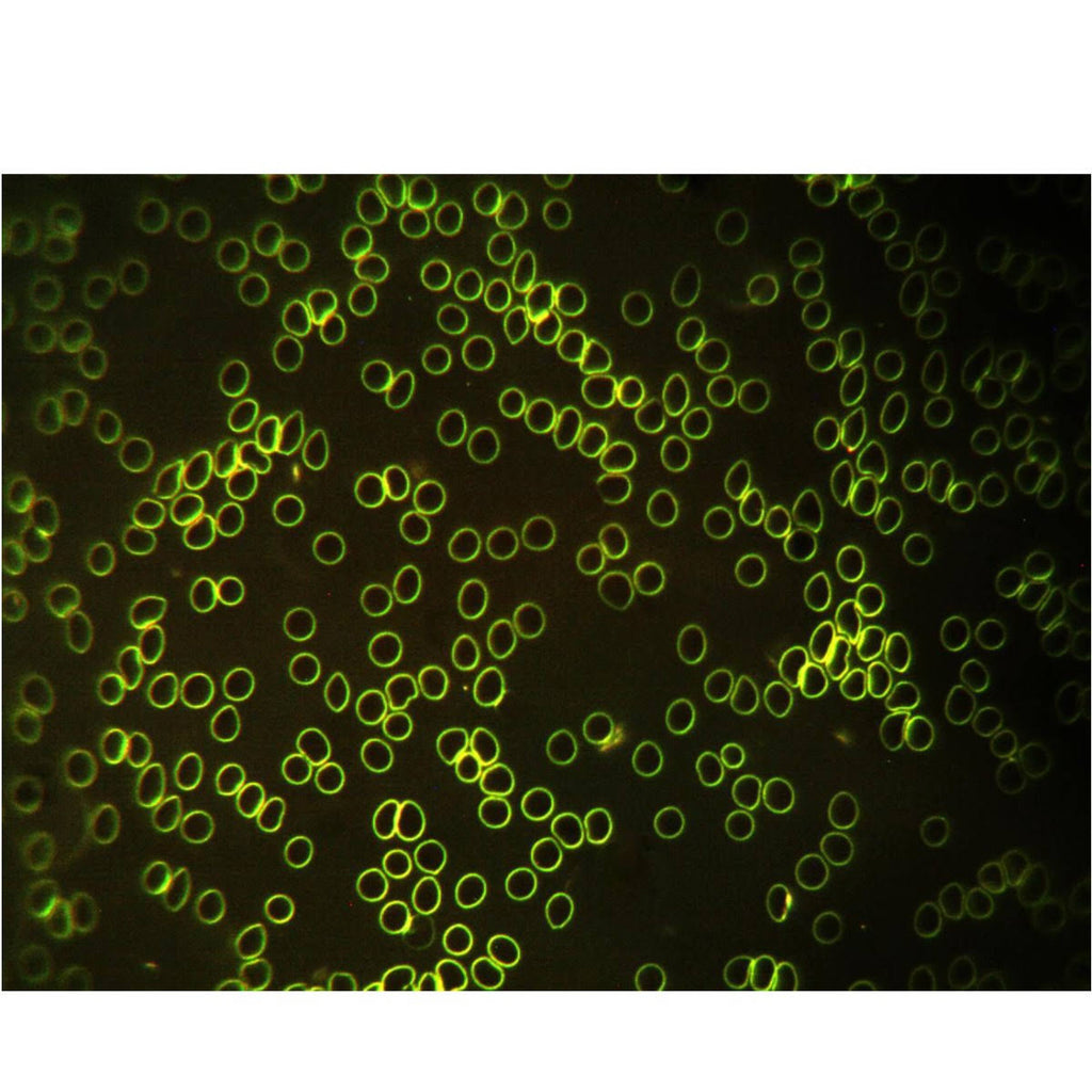 Trinocular Compound Biological Microscope with LED Light Q9144