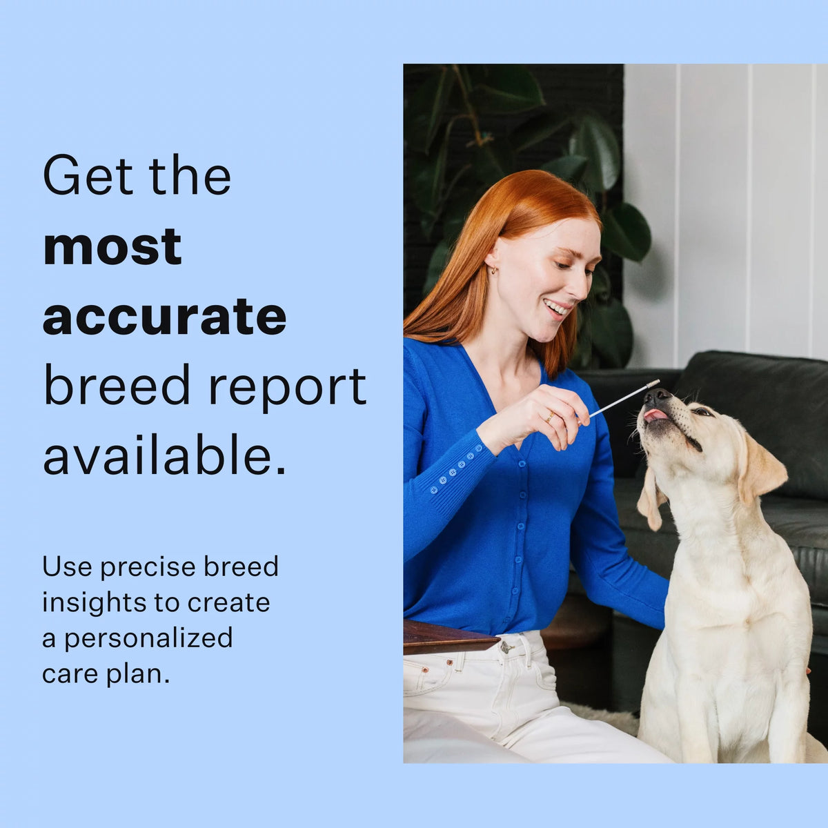 Dog Breed Discovery DNA Test Kit Q72446