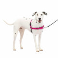 Easy Walk Dog Harness P929882