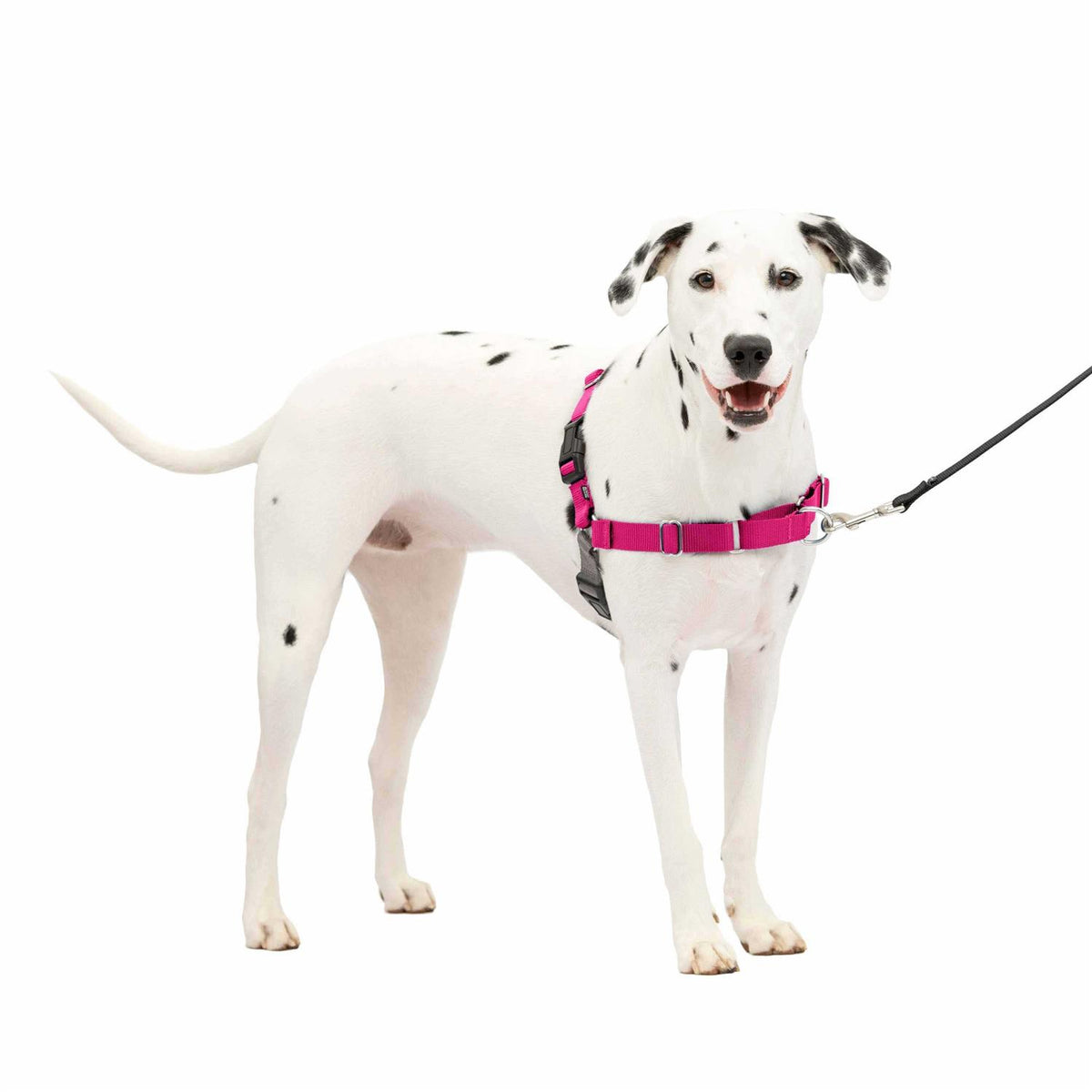 Easy Walk Dog Harness P929882
