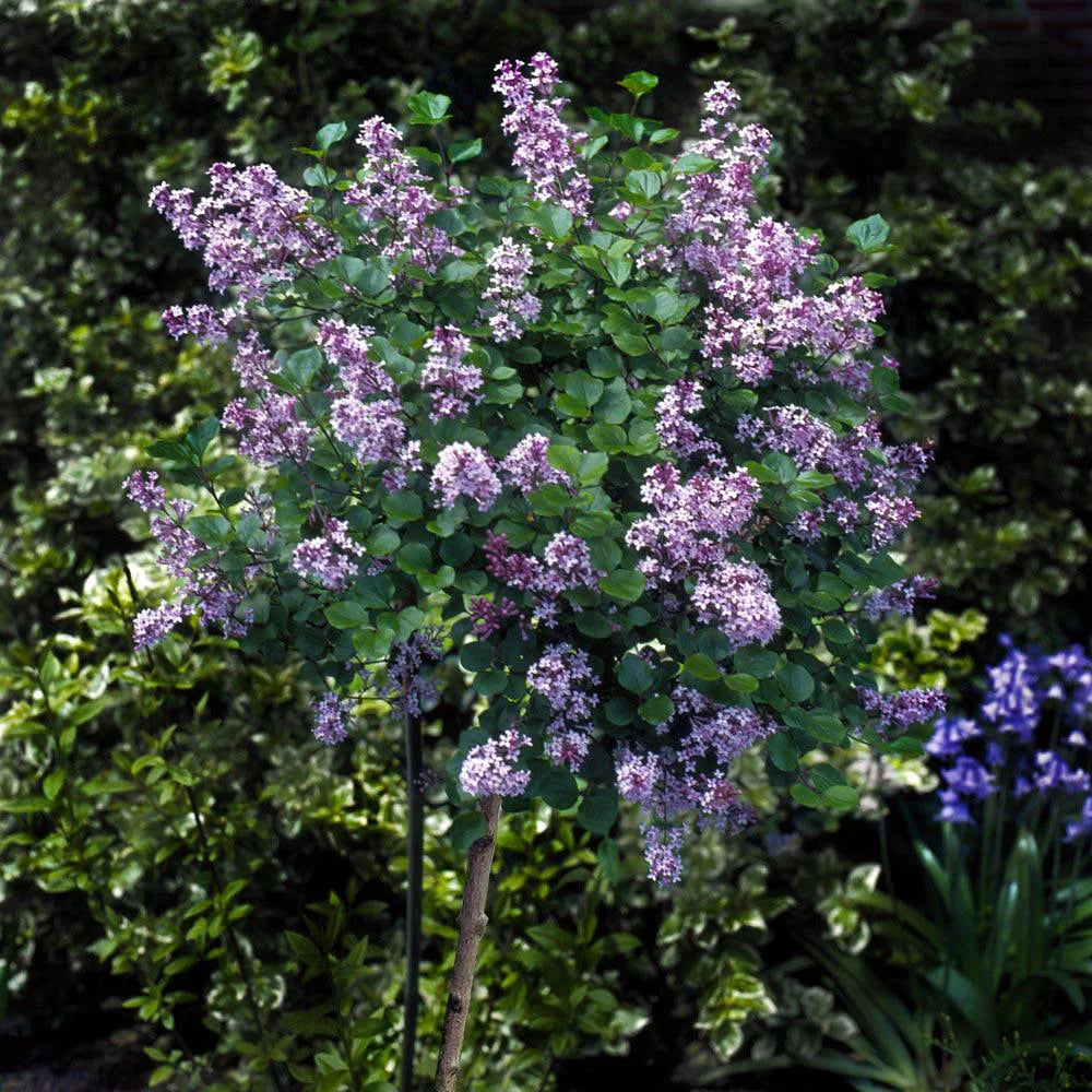 Dwarf Korean Lilac Tree, 5-6 ft. G5577