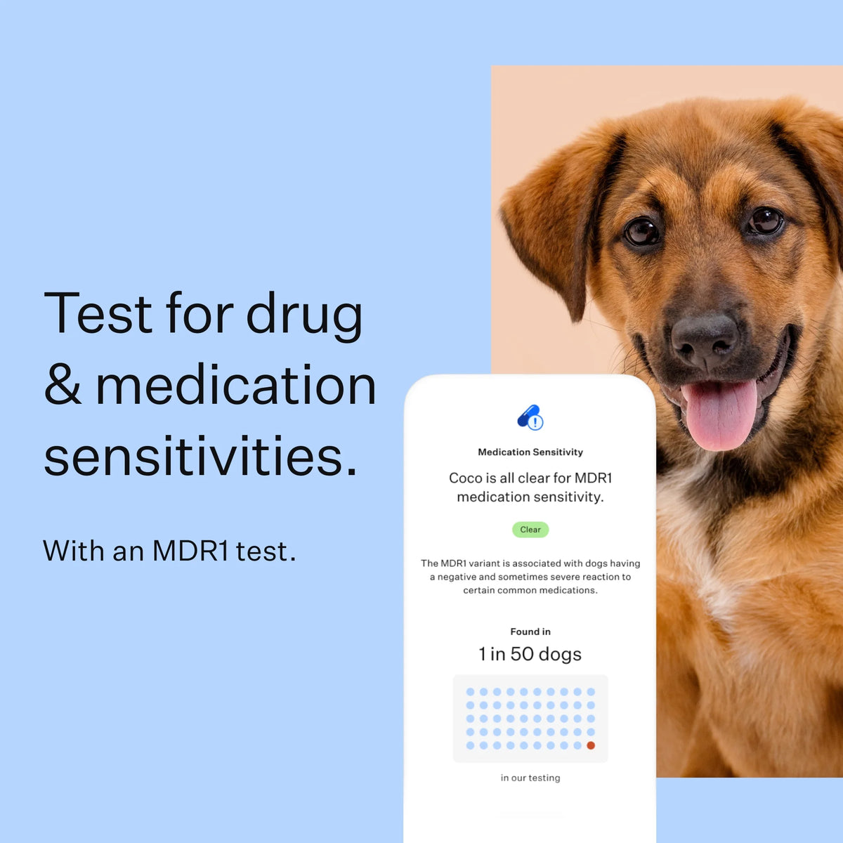 Dog Breed Discovery DNA Test Kit Q72446