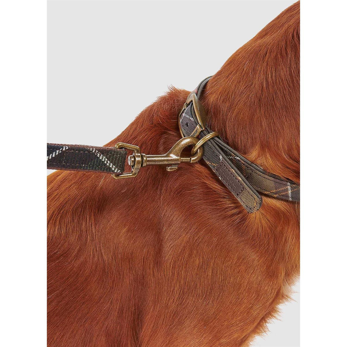 Tartan Webbing Collar K58221