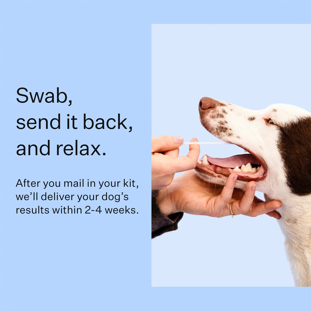 Dog Breed Discovery DNA Test Kit Q72446