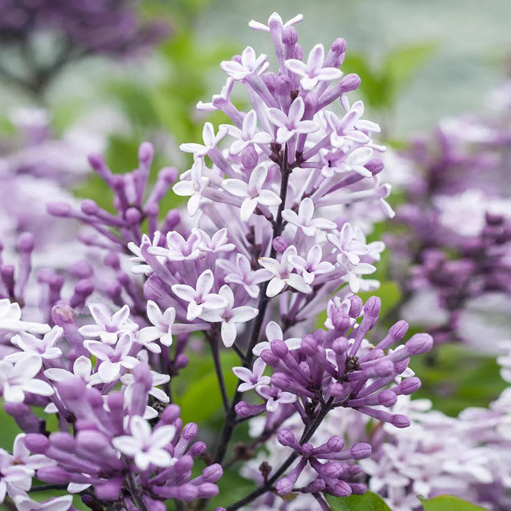 Dwarf Korean Lilac Tree, 5-6 ft. G5577