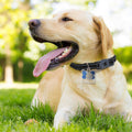 Dog Tag Silencer V247718