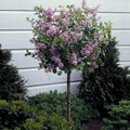 Dwarf Korean Lilac Tree, 5-6 ft. G5577