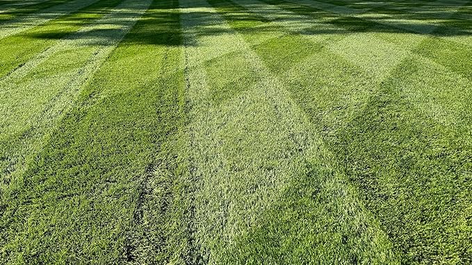 10 lbs Turf-Type Tall Fescue Grass Seed U706305