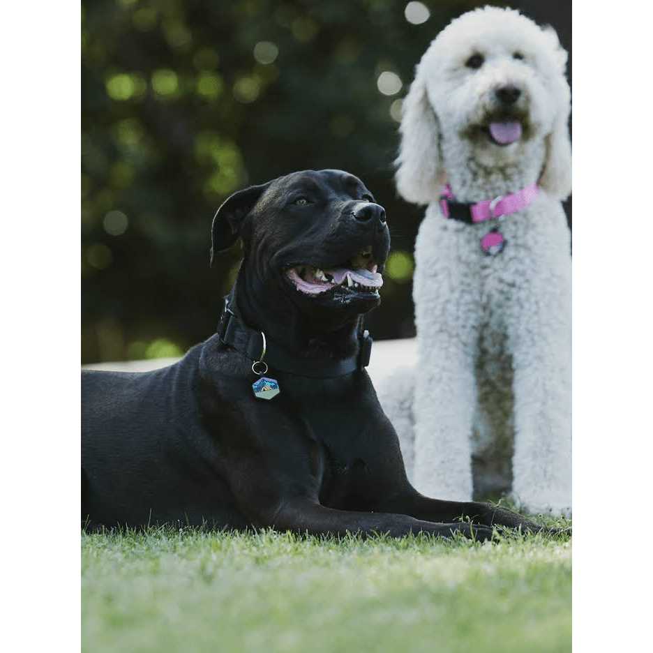 Silicone Dog ID Tag O27450