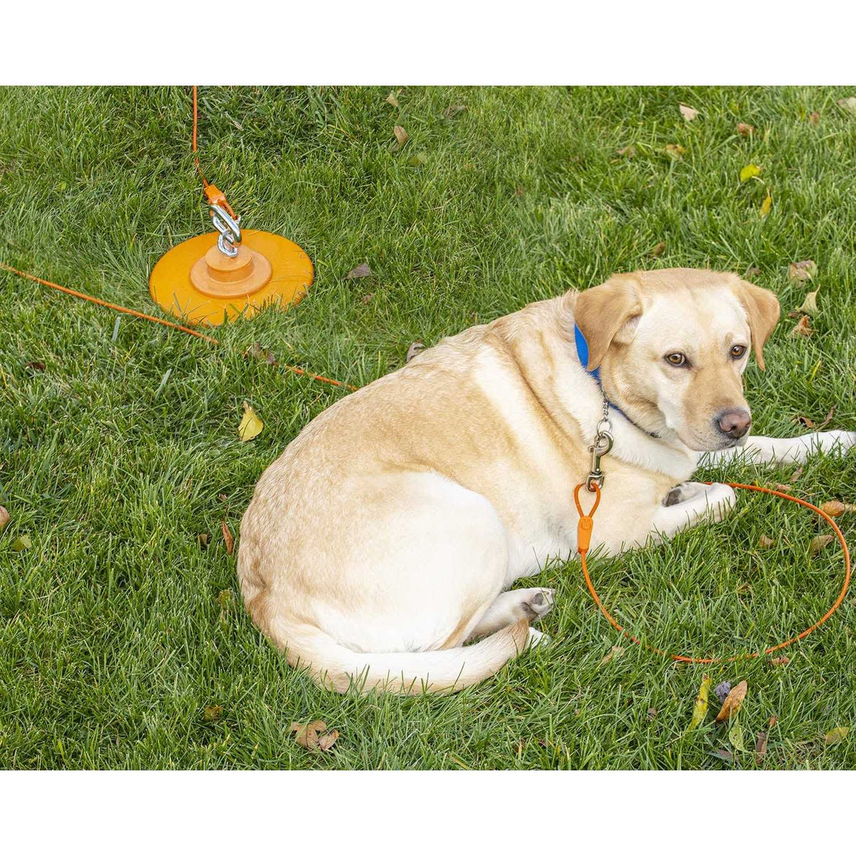 Tie-Out Cables for Dogs up to 100 Feet S499